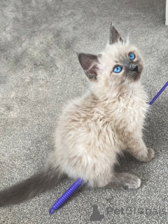 Photo №2 to announcement № 159068 for the sale of ragdoll - buy in Germany breeder