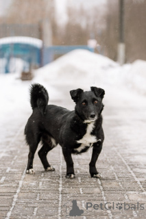 Photo №3. Let's give a handsome guy named Shnyrek to good hands!. Russian Federation