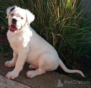 Additional photos: American bulldog