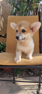 Photo №4. I will sell welsh corgi in the city of Belgrade. breeder - price - negotiated