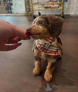 Photo №1. dachshund - for sale in the city of Helsinki | 516$ | Announcement № 164016