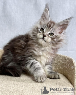 Photo №3. mainecoon kittens for free adoption. Germany