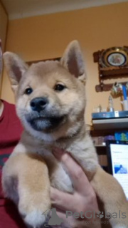 Photo №2 to announcement № 98243 for the sale of shiba inu - buy in Germany private announcement