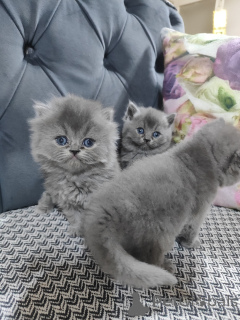 Photo №2 to announcement № 139144 for the sale of american bobtail - buy in Turkey breeder