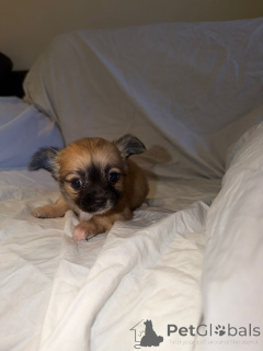Photo №3. Tapaa upeat brindle-chihuahuan pentumme!. Finland