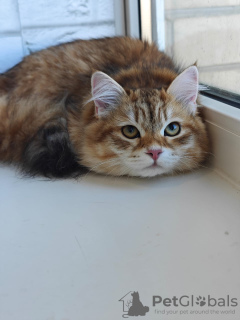 Photo №4. I will sell siberian cat in the city of Москва. private announcement - price - negotiated