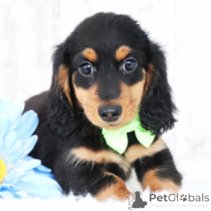 Photo №2 to announcement № 165487 for the sale of dachshund - buy in Austria private announcement, breeder