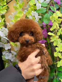 Photo №1. poodle (dwarf) - for sale in the city of Krasnodar | 3116$ | Announcement № 155083