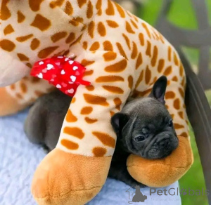 Photo №1.  - for sale in the city of Bad Wildungen | negotiated | Announcement № 167016