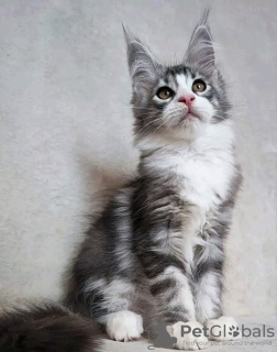 Photo №3. Healthy cute adorable Maine coon kittens available now for sell. United States