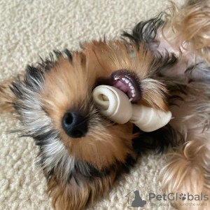 Photo №2 to announcement № 133372 for the sale of yorkshire terrier - buy in Germany private announcement