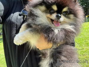Photo №3. Dwarfspitz Pomeranian puppies are looking for a new home. Germany