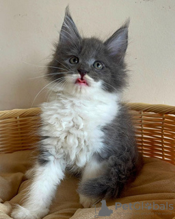 Photo №1. maine coon - for sale in the city of Graz | 370$ | Announcement № 66038