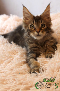 Photo №4. I will sell maine coon in the city of St. Petersburg. private announcement, from nursery, breeder - price - 648$
