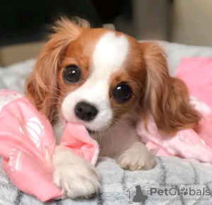 Photo №2 to announcement № 116643 for the sale of cavalier king charles spaniel - buy in Finland private announcement, breeder