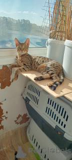 Photo №4. I will sell savannah cat in the city of St. Petersburg. from nursery - price - 355$