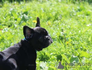 Photo №1. french bulldog - for sale in the city of Москва | negotiated | Announcement № 55607