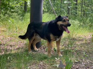 Photo №1. non-pedigree dogs - for sale in the city of Москва | Is free | Announcement № 144343