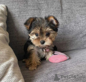 Photo №1. yorkshire terrier - for sale in the city of Брисбен | negotiated | Announcement № 24998
