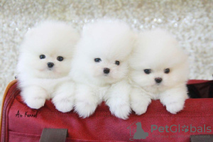 Photo №2 to announcement № 116025 for the sale of pomeranian - buy in Germany private announcement