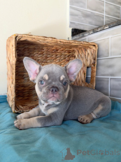Photo №1. french bulldog - for sale in the city of Liberec | negotiated | Announcement № 163707