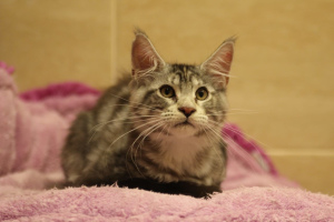 Photo №3. Demetra Golling Coon - 3.5 months. Black marble on light silver turtle. Russian Federation