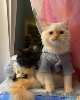 Photo №1. persian cat - for sale in the city of Augsburg | negotiated | Announcement № 177053