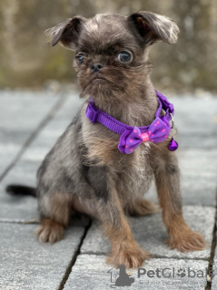 Photo №3. Brussels Griffon male puppies for sale. Serbia