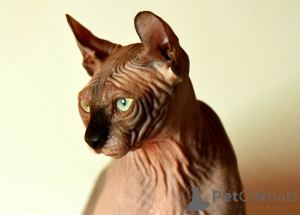 Photo №1. elf - for sale in the city of Legnica | 941$ | Announcement № 146285