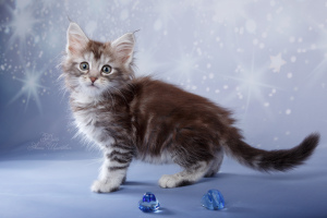 Photo №2 to announcement № 5519 for the sale of maine coon - buy in Russian Federation from nursery