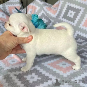 Photo №1. chihuahua - for sale in the city of Beloozersky | Is free | Announcement № 164722