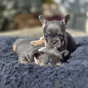 Photo №2 to announcement № 163616 for the sale of french bulldog - buy in France breeder
