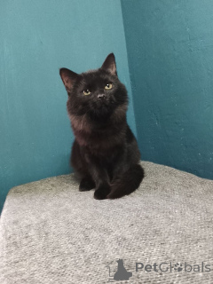 Photo №3. Beautiful Gayana is looking for her family.. Russian Federation