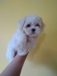 Photo №2 to announcement № 6197 for the sale of maltese dog - buy in Russian Federation from nursery