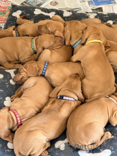 Photo №1. vizsla - for sale in the city of MELLERUD | negotiated | Announcement № 169801
