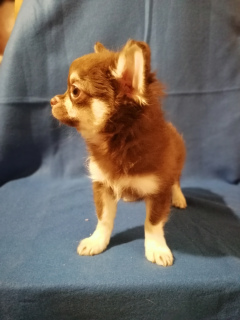 Additional photos: Chihuahua boy