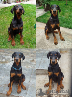 Photo №4. I will sell dobermann in the city of Belgrade.  - price - 370$