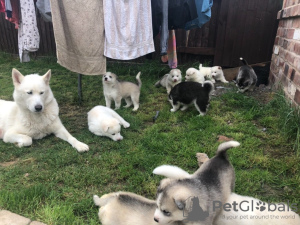 Photo №3. Champion Bloodline Siberian Husky puppies for sale now. Germany