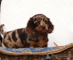 Photo №4. I will sell otterhound in the city of Belgrade.  - price - negotiated