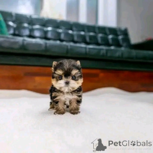 Photo №3. Teacup Yorkie puppy for adoption. United States