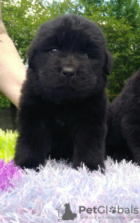Photo №3. Newfoundland puppies. Belarus