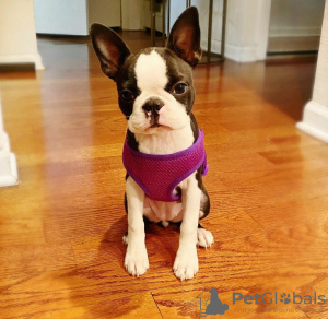 Photo №4. I will sell boston terrier in the city of Los Angeles. breeder - price - 400$