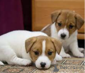Photo №1. jack russell terrier - for sale in the city of Stockholm | negotiated | Announcement № 96296