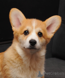 Photo №1. welsh corgi - for sale in the city of Ровно | 1374$ | Announcement № 92840