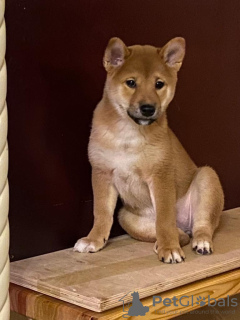 Additional photos: SHIBA INU PUPPIES