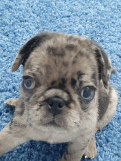 Photo №2 to announcement № 6809 for the sale of pug - buy in Turkey private announcement