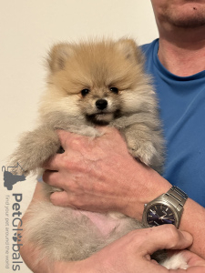Photo №1. german spitz - for sale in the city of Weiden | negotiated | Announcement № 97093