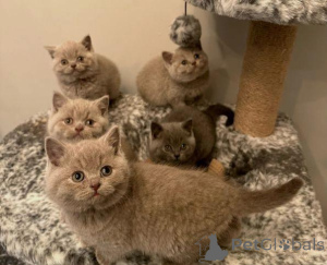 Photo №1. british shorthair - for sale in the city of Helsinki | Is free | Announcement № 166261