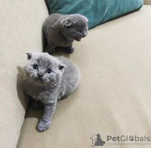 Photo №1. scottish fold - for sale in the city of Denver | 250$ | Announcement № 96242