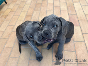 Photo №1. cane corso - for sale in the city of Texas City | 400$ | Announcement № 55316